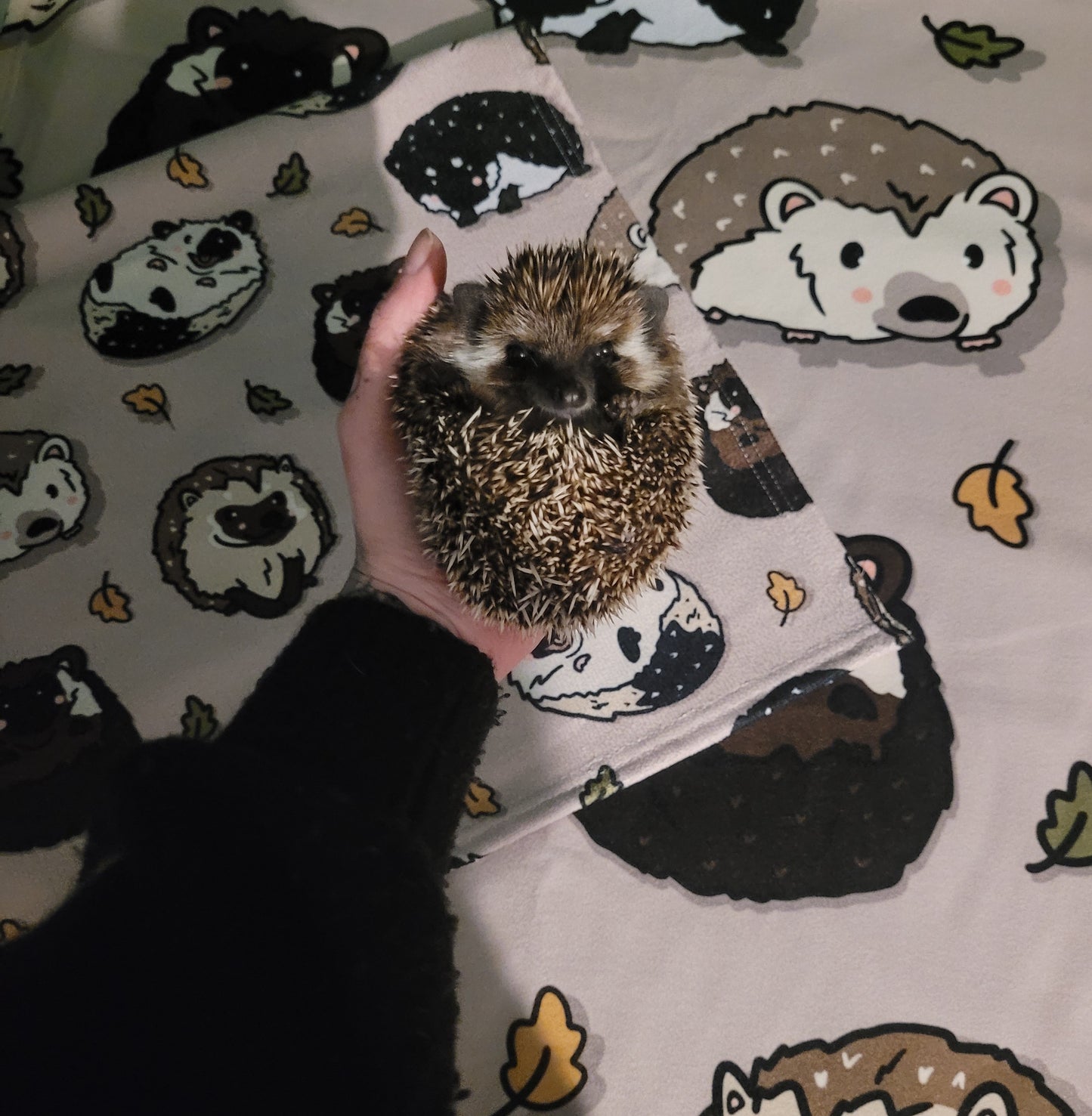 Pygmy hedgehog 150x150 fleece blanket