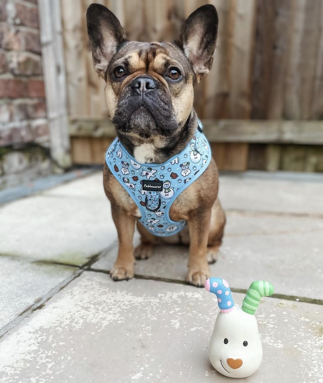 Snowdogs Christmas harness